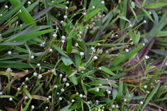 Eriocaulon cuspidatum